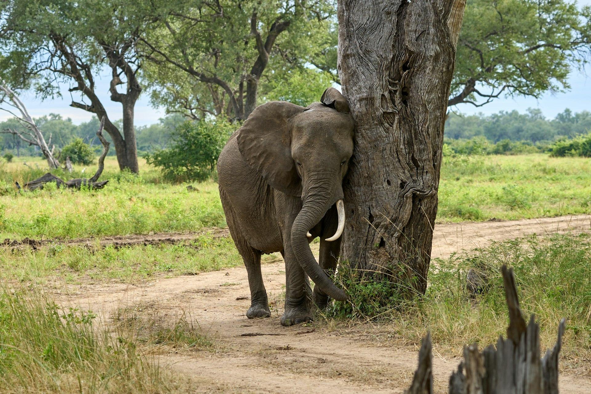 Zambia