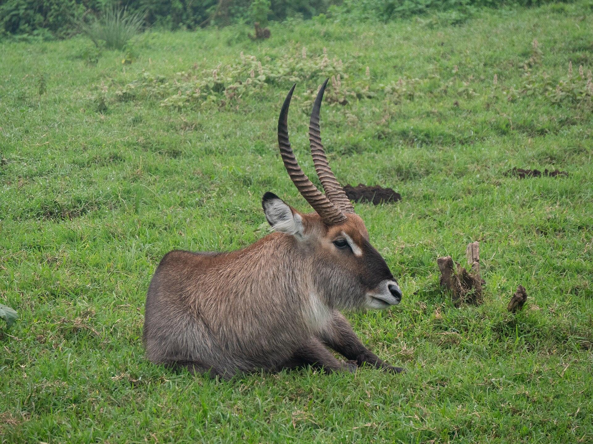 Ngorongoro, Tanzania