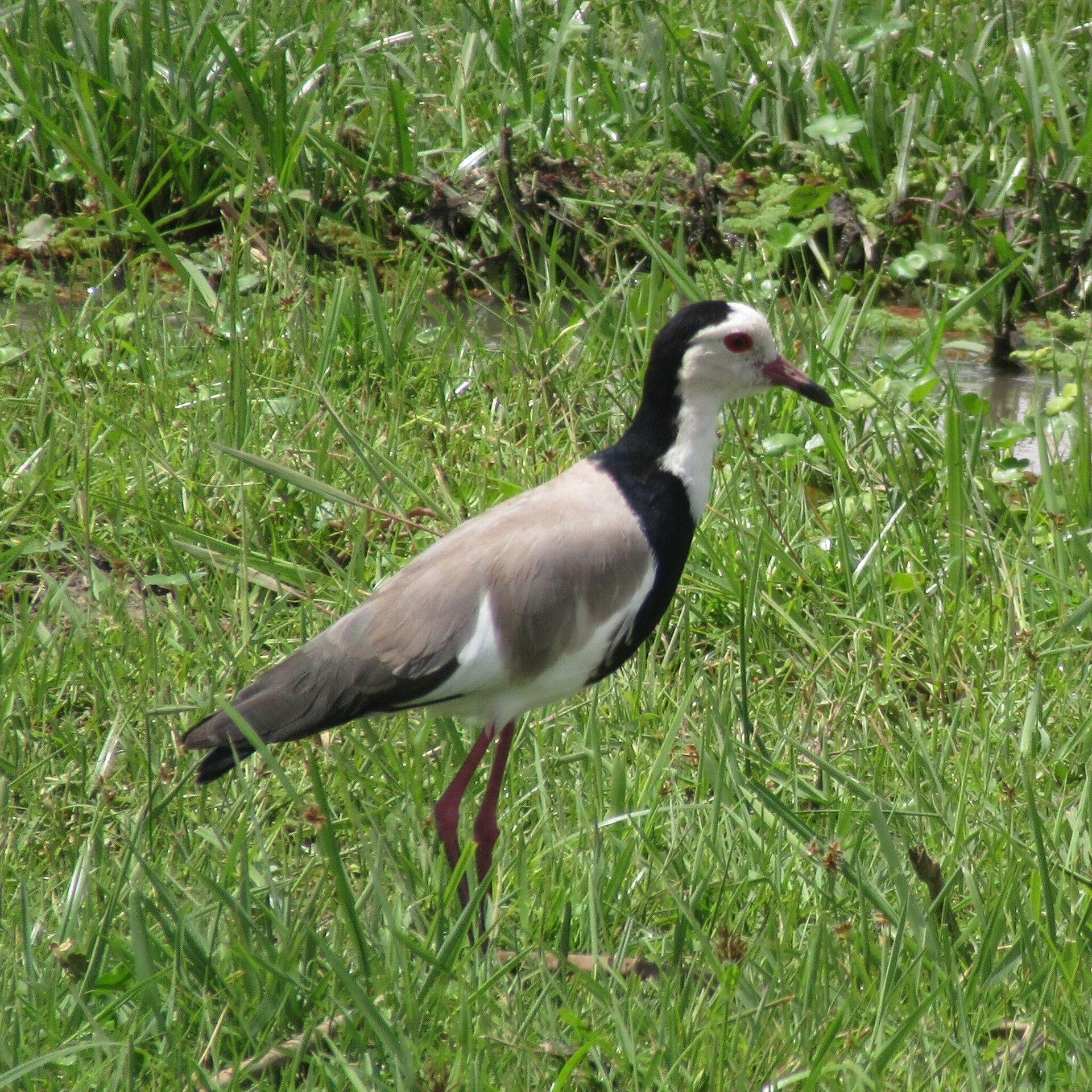 Amboseli, Kenya