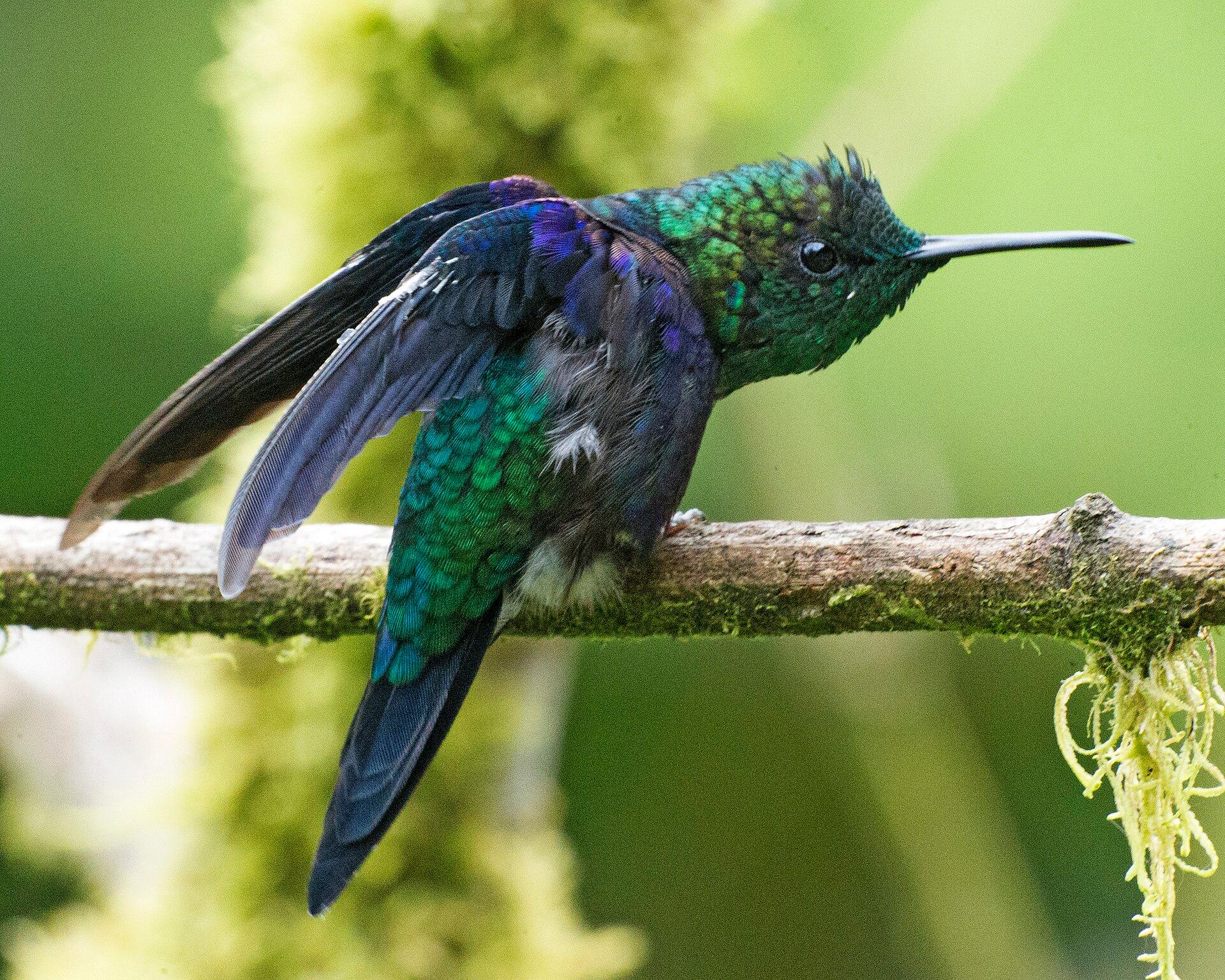 Mindo, Ecuador