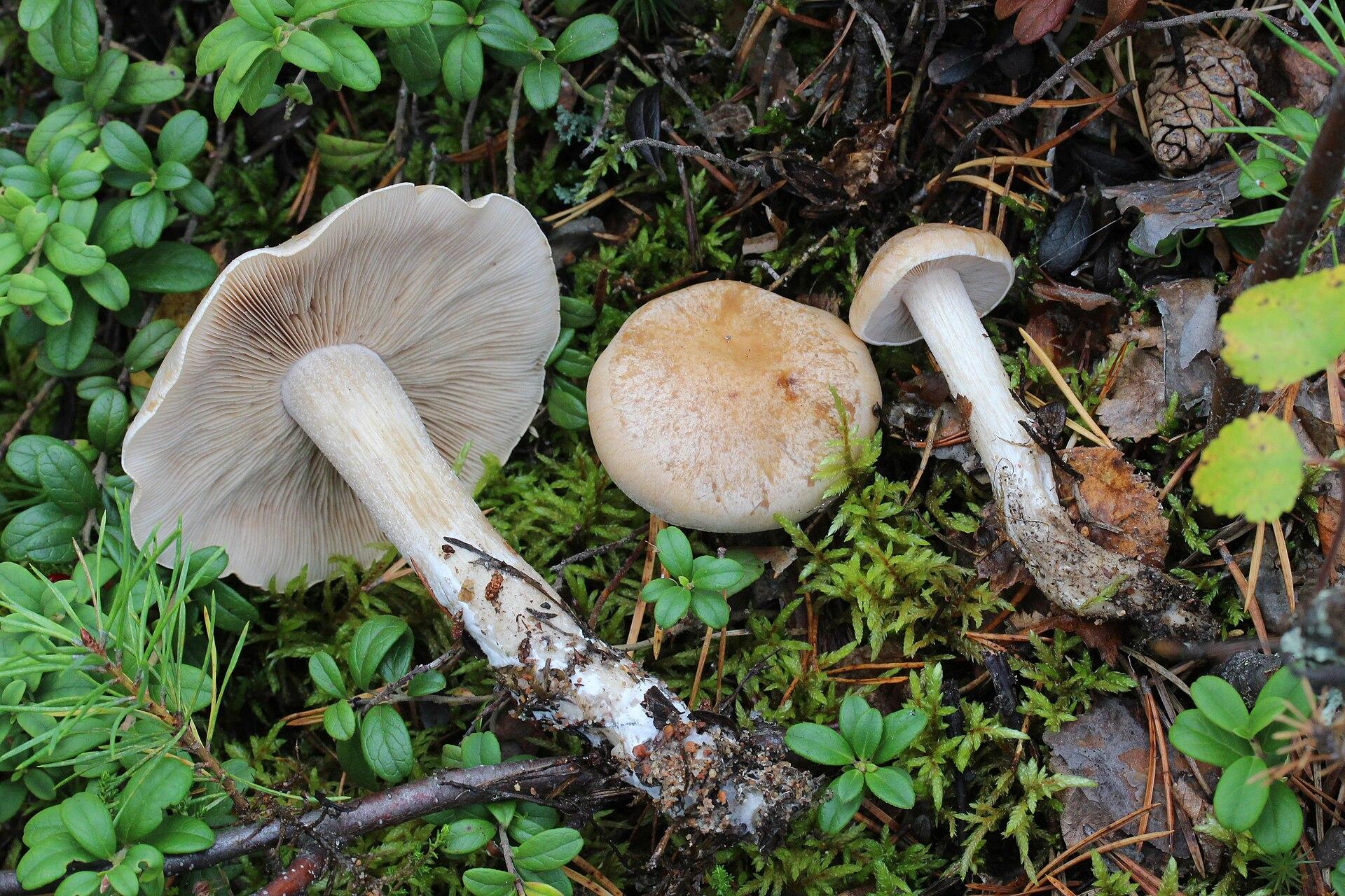Suvanto, Finland