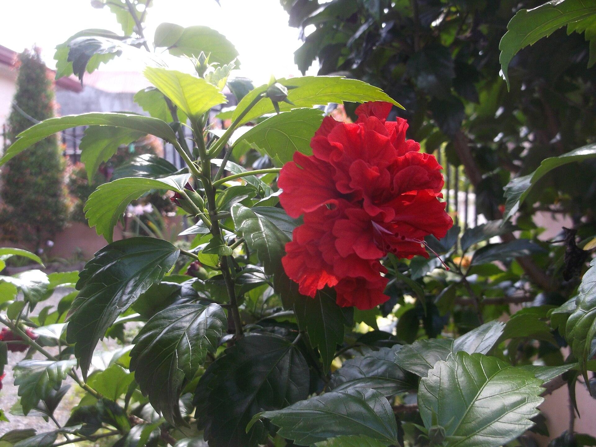 Asuncion, Philippines