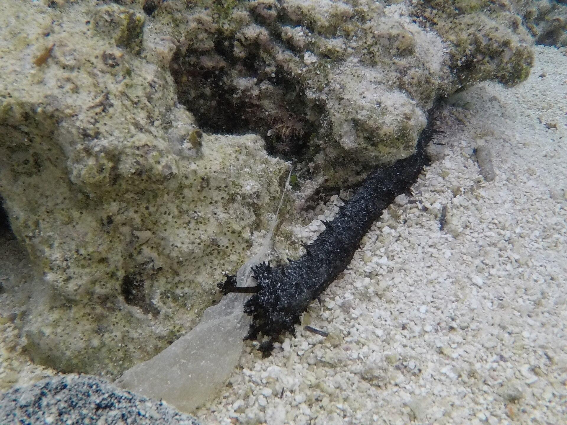 Rarotonga