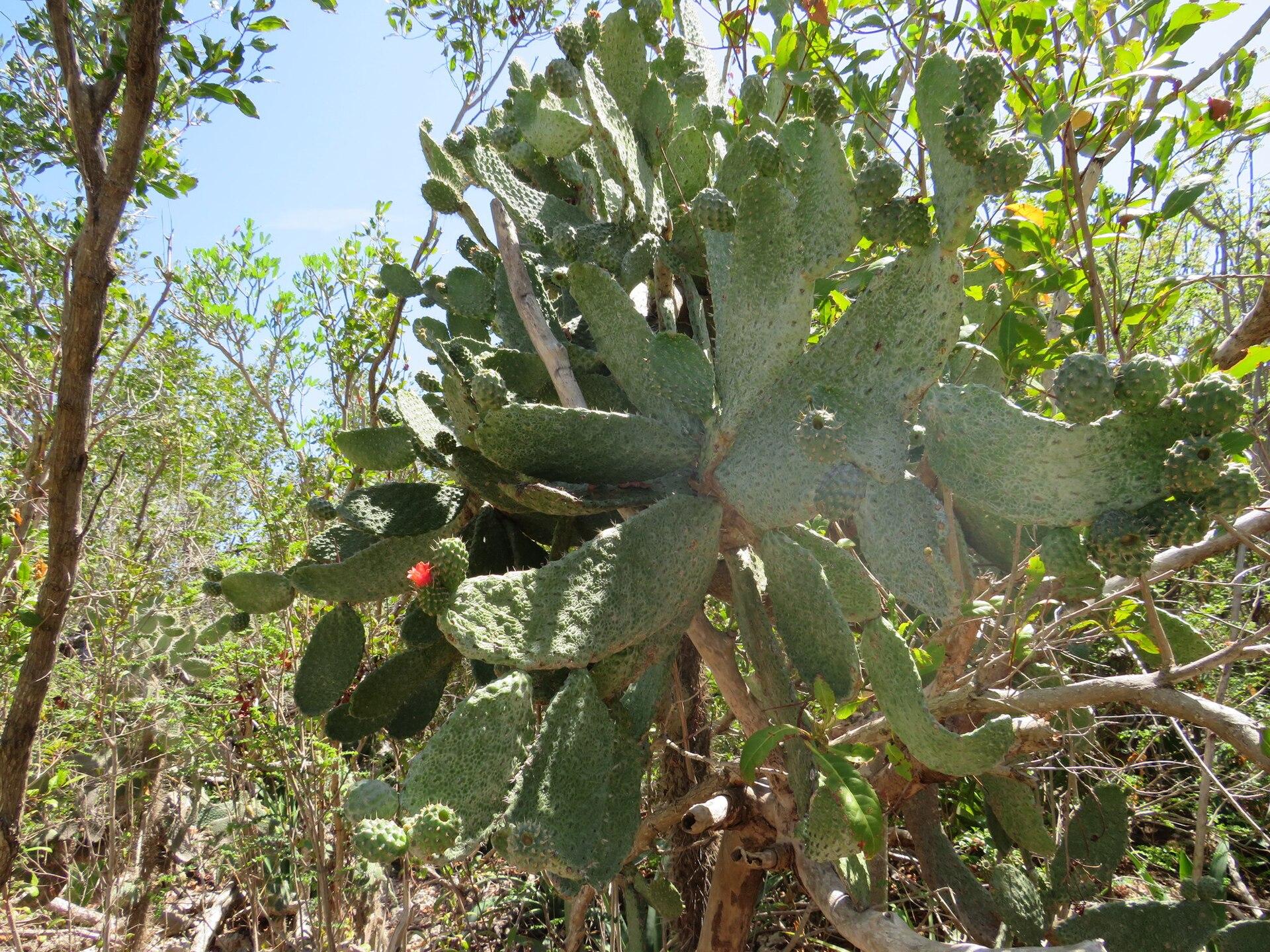 Oviedo, Dominican Republic