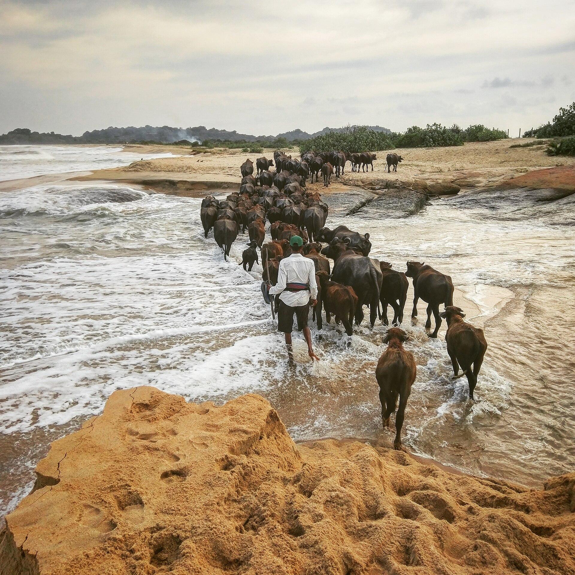 Arugam Bay, Sri Lanka