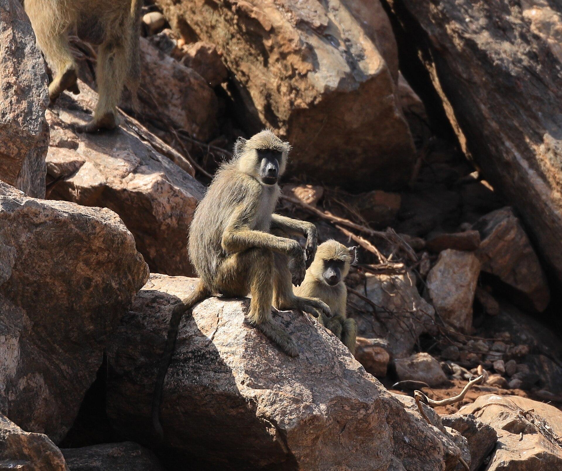 Tsavo, Kenya