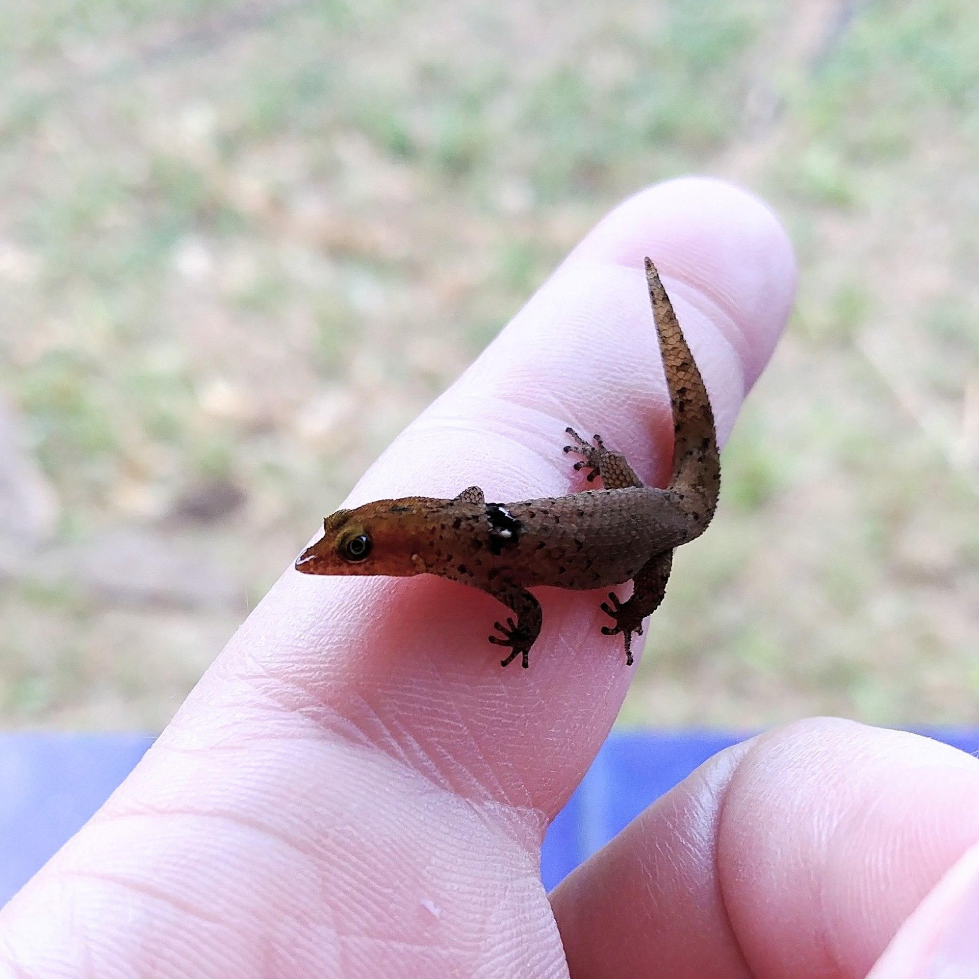 Vieques, Puerto Rico