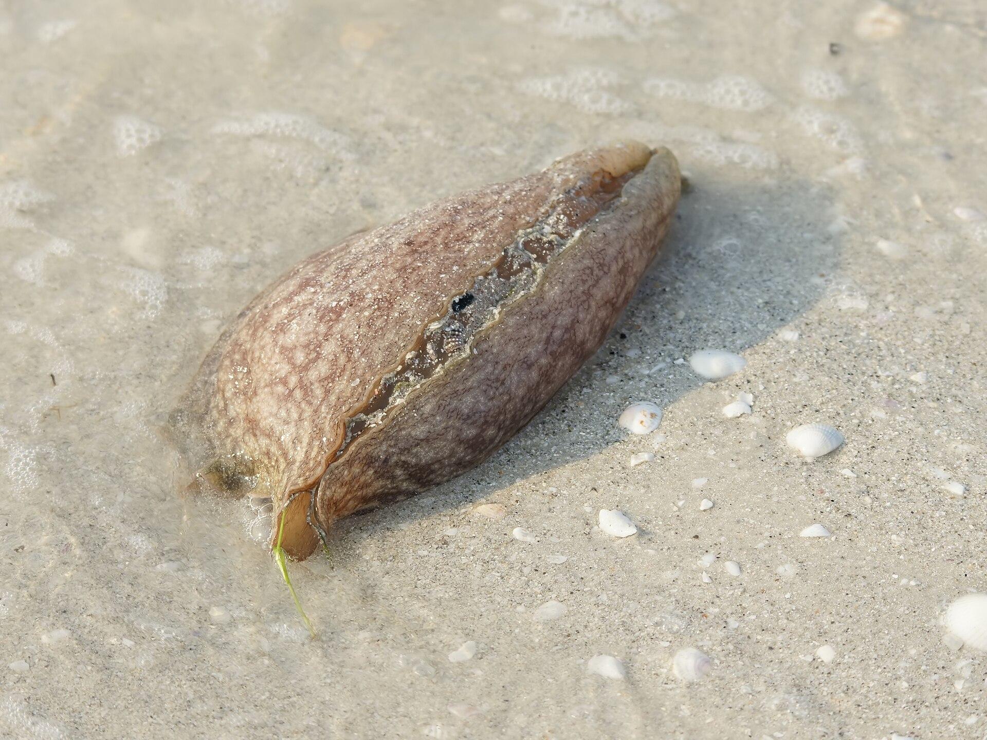 Sanibel, United States