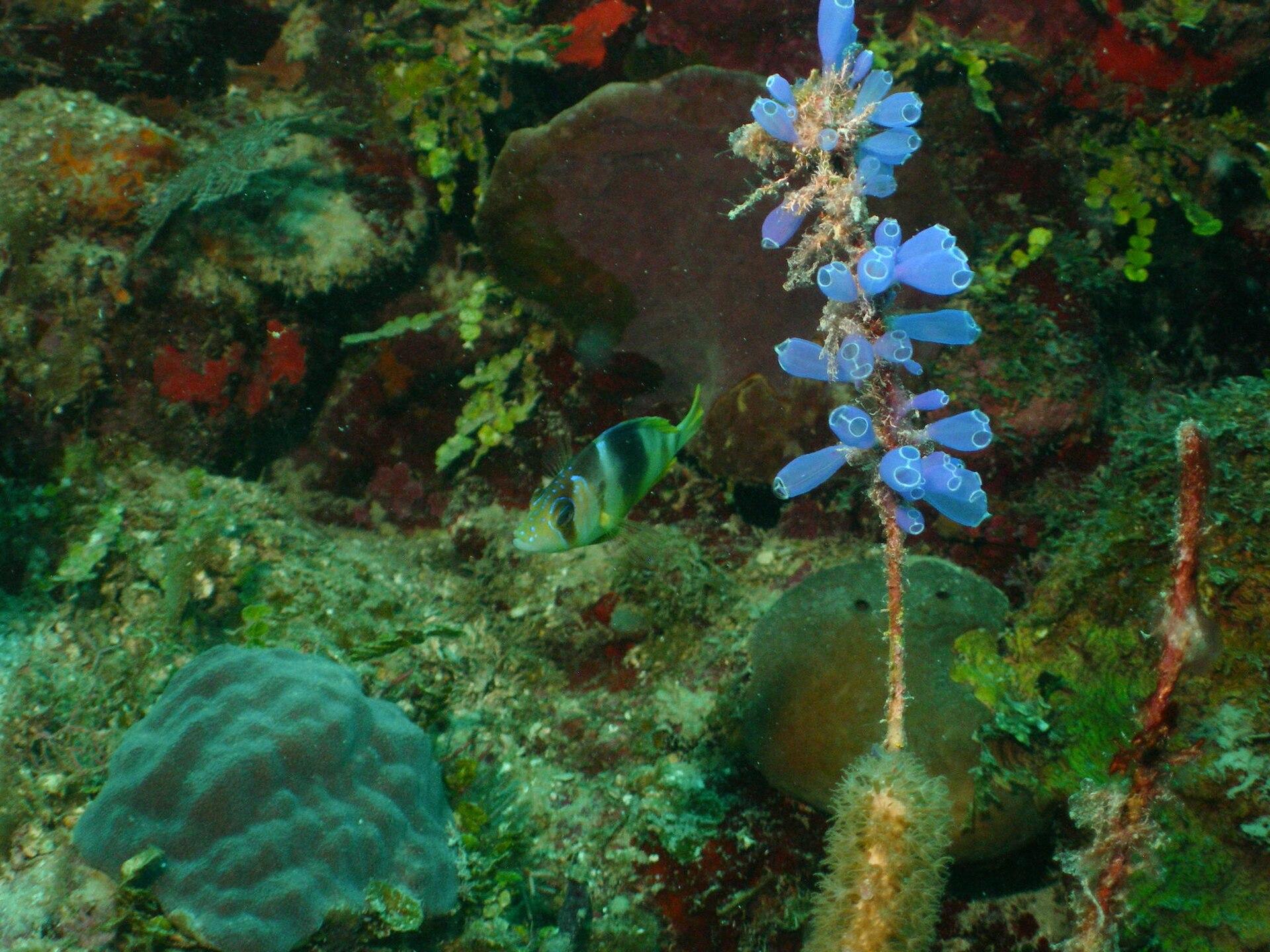 Utila