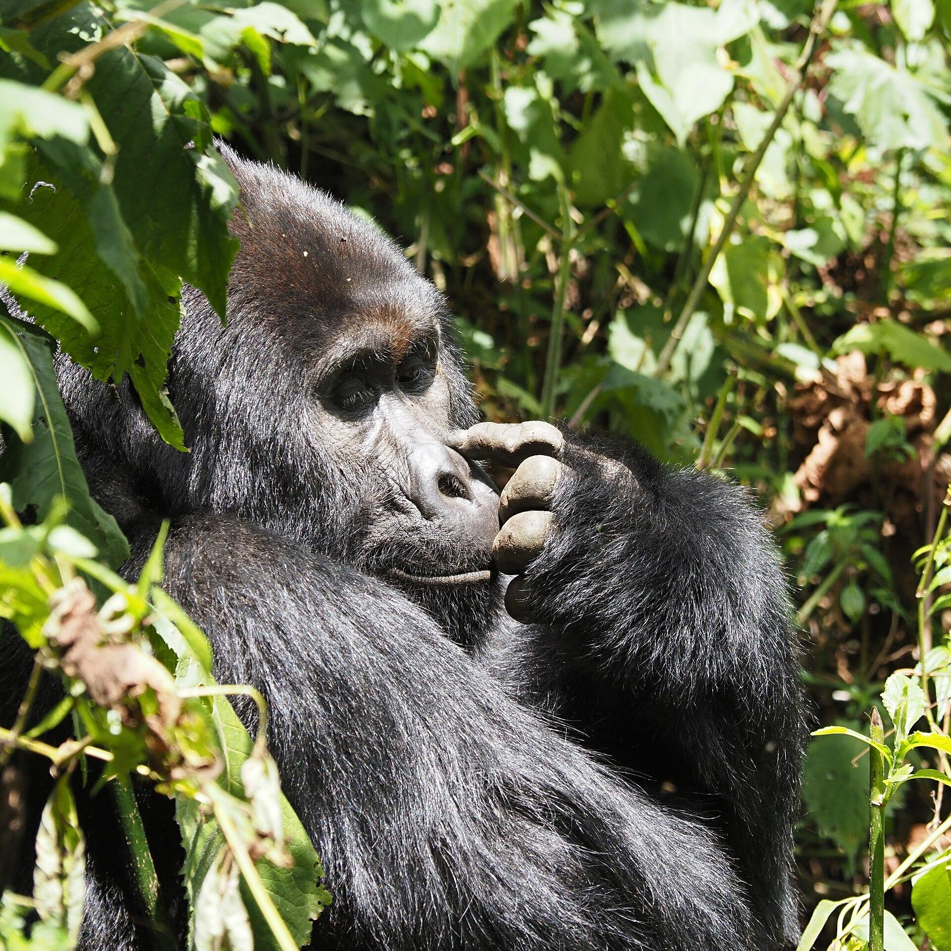 Bwindi, Uganda