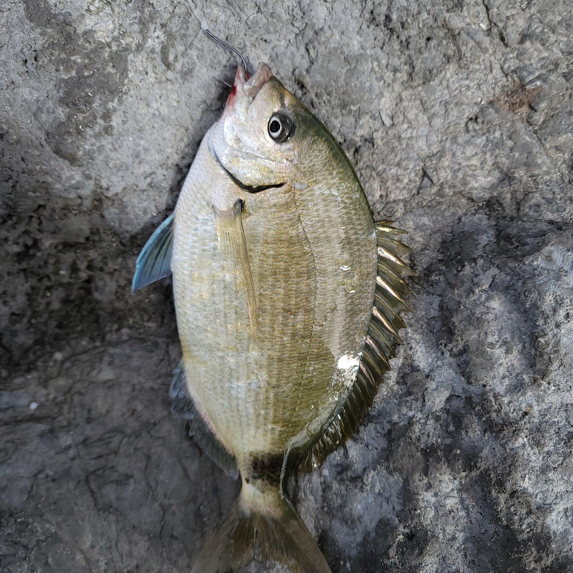 Orange Beach, United States