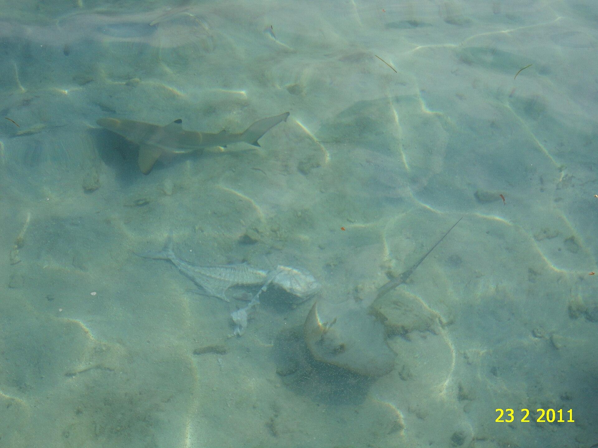 Maafushi