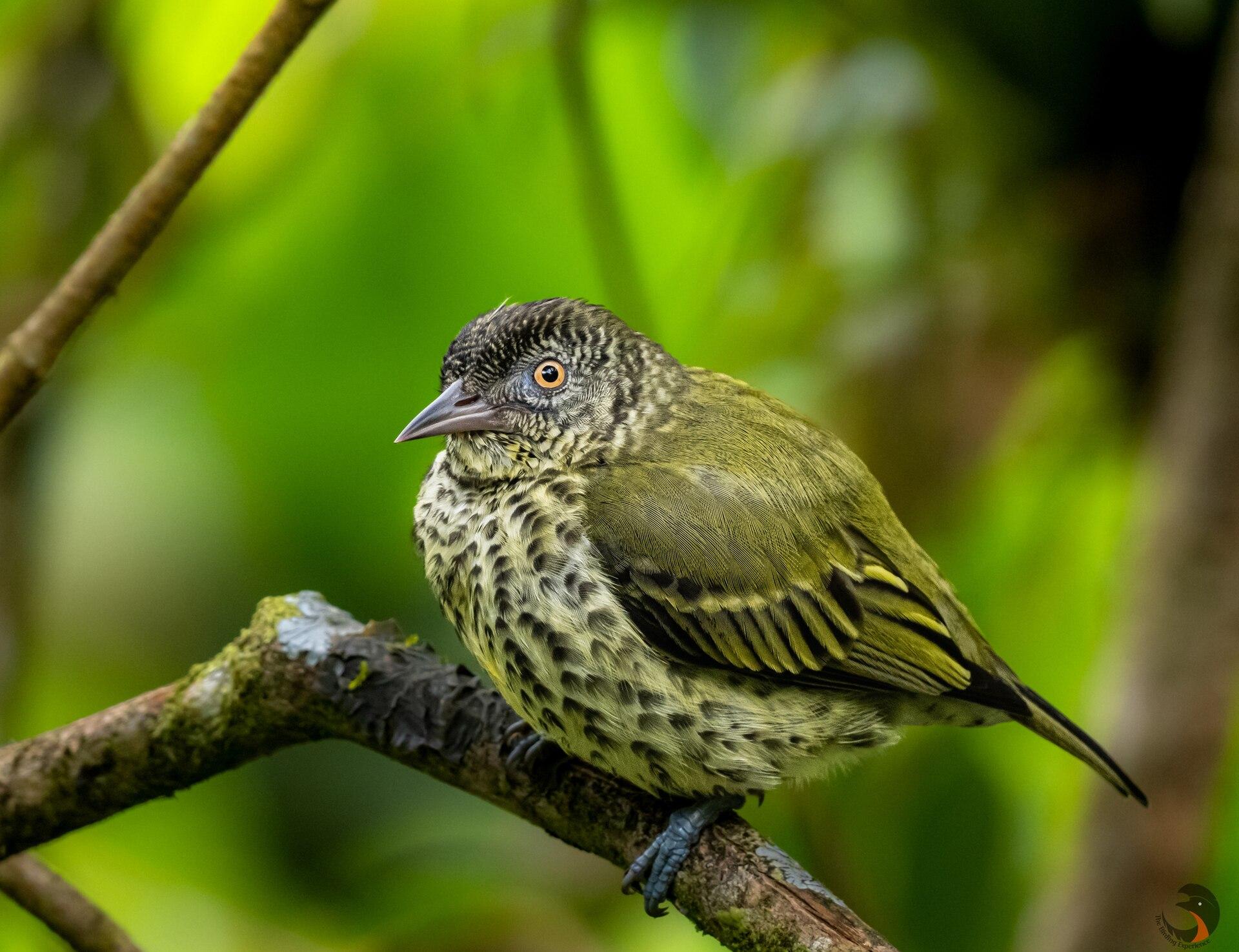 El Castillo de La Fortuna, Costa Rica