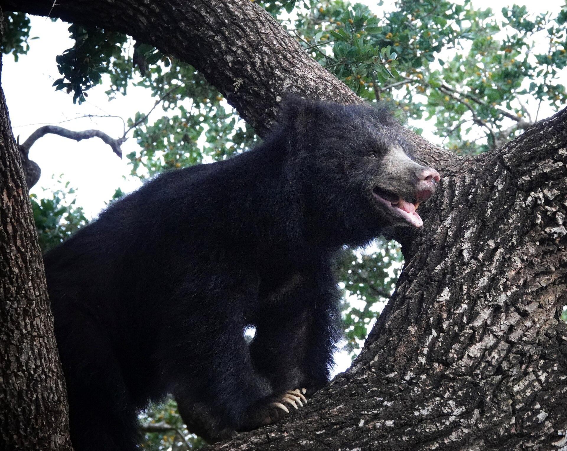 Yala, Sri Lanka