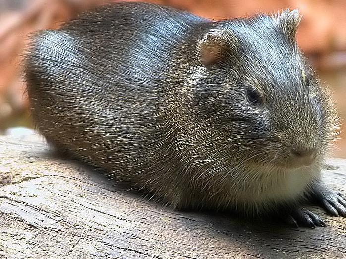 Cavia