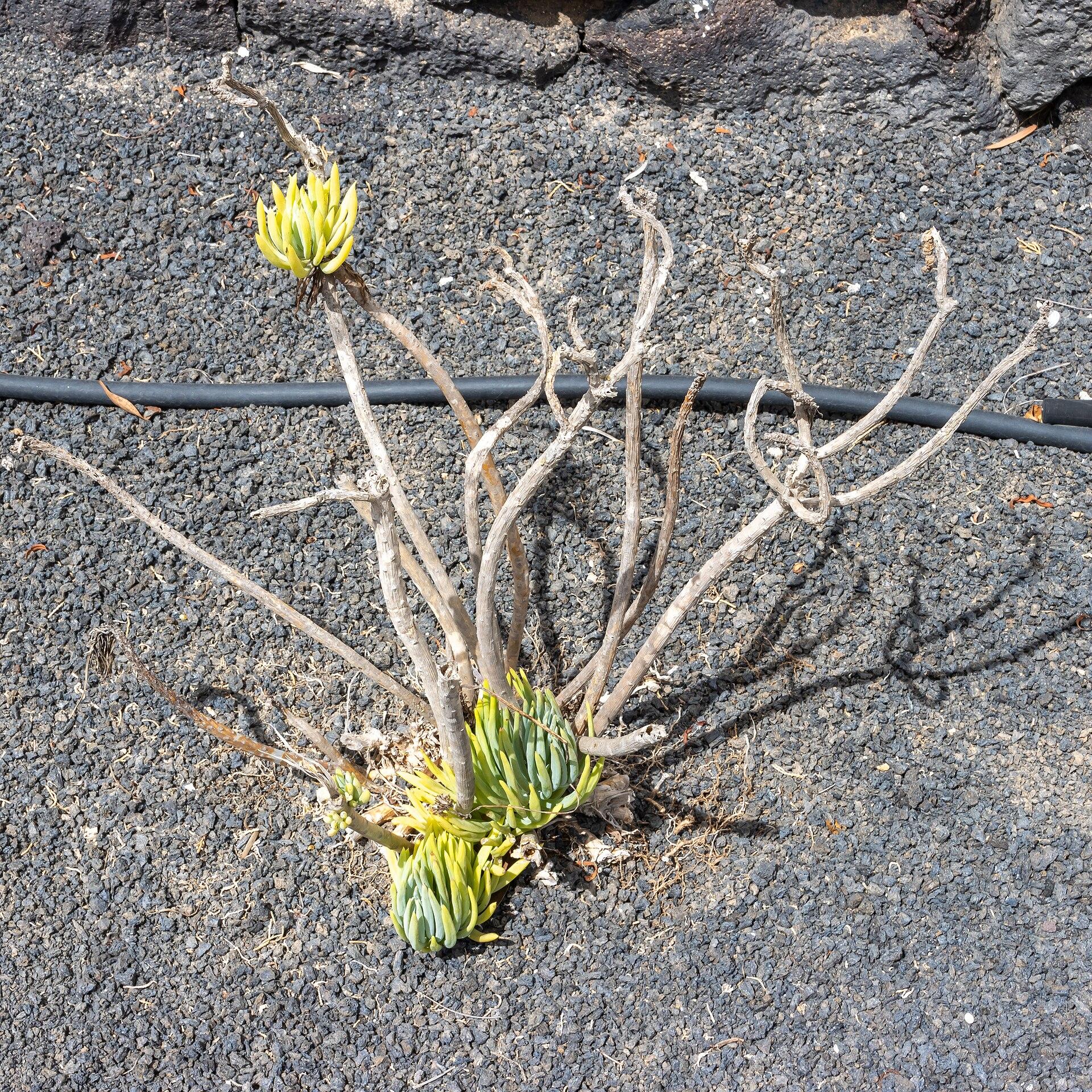 Lanzarote, Spain