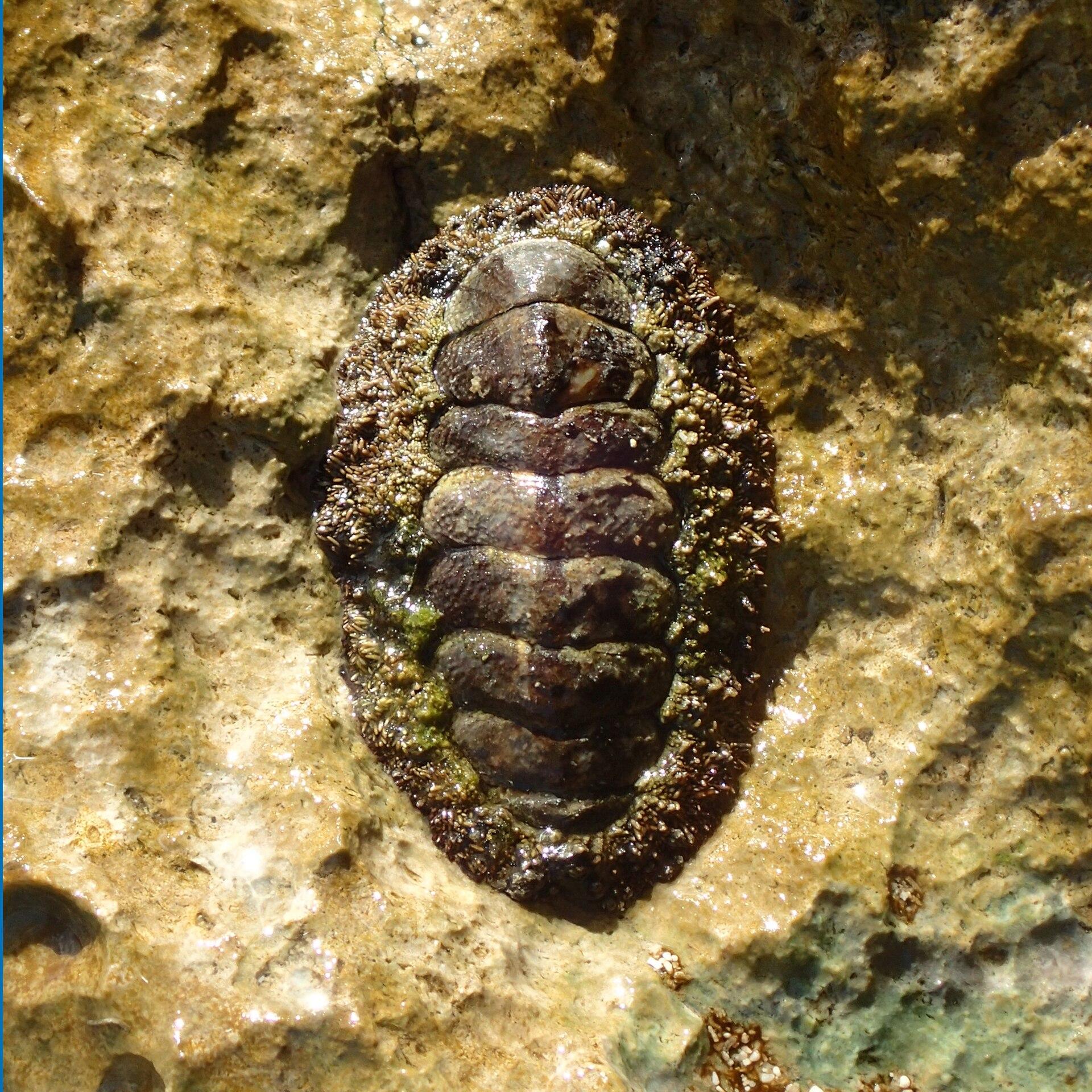 Montego Bay, Jamaica