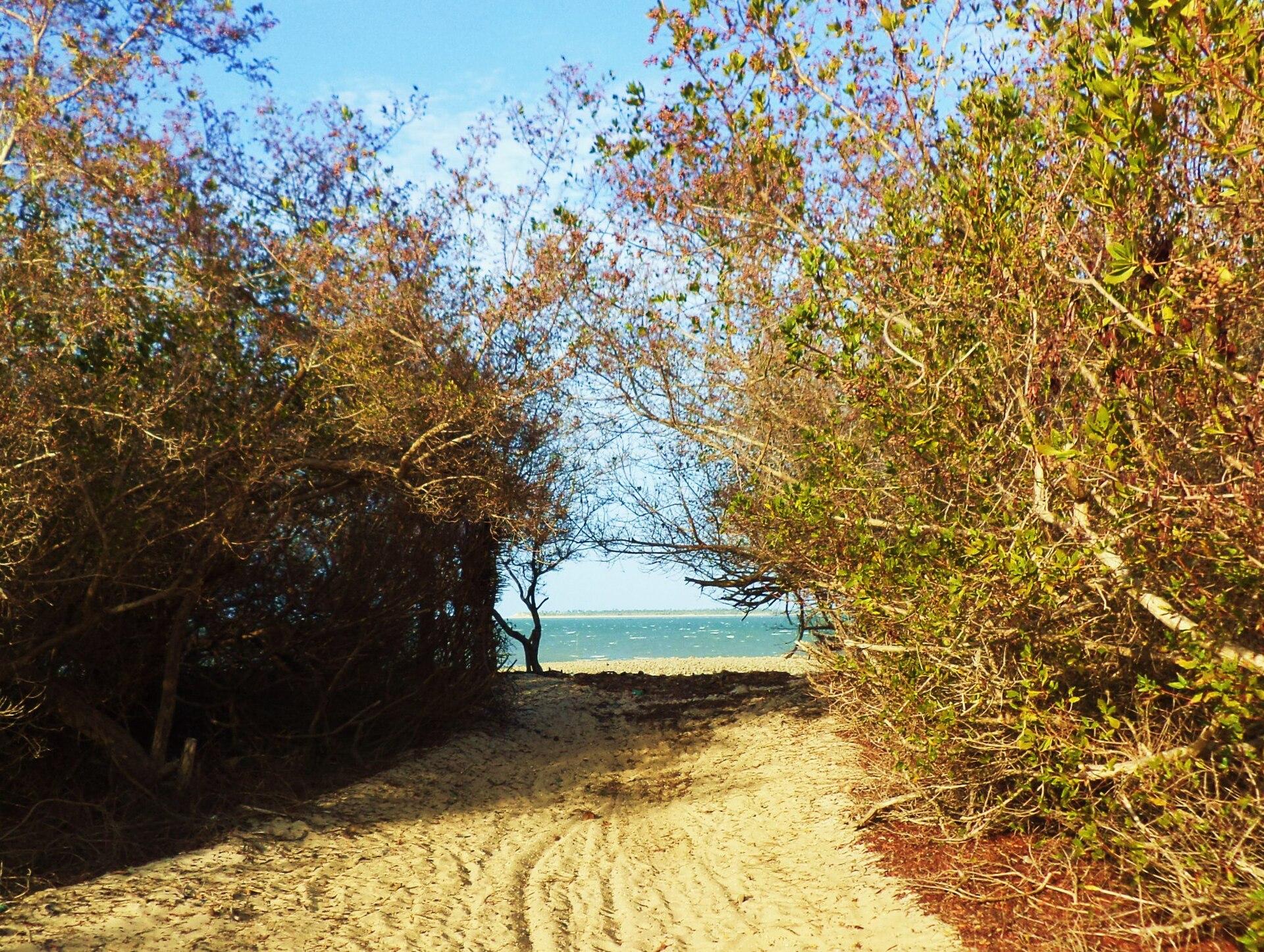 Tamarindo, Brazil