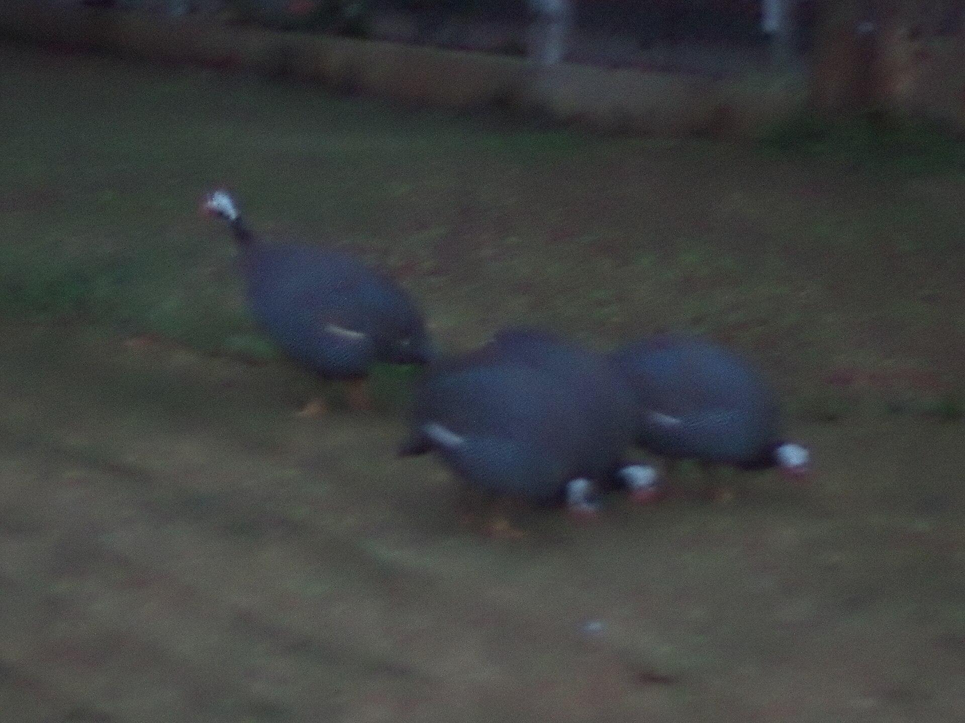Coorg, India