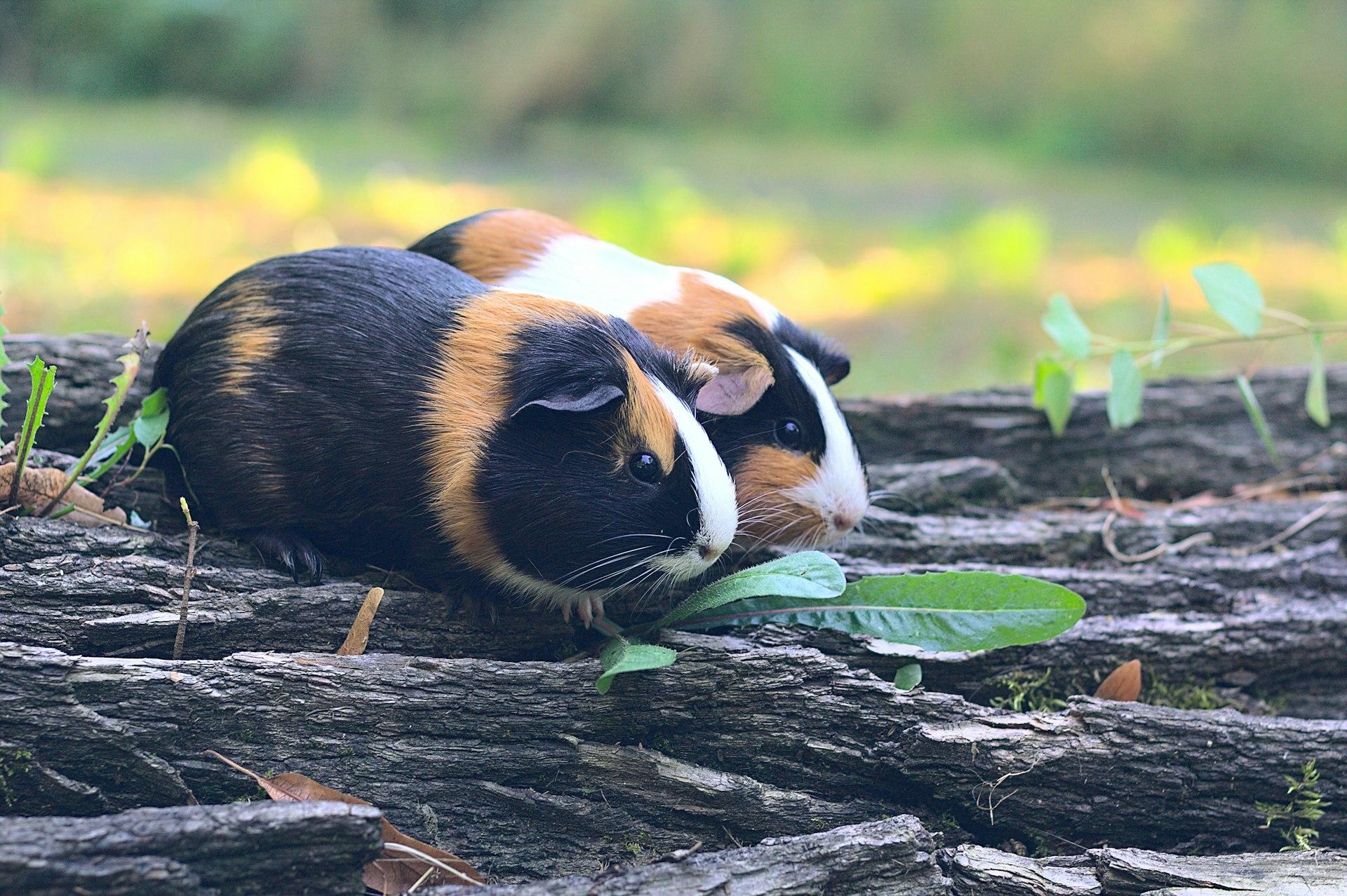 Guinea