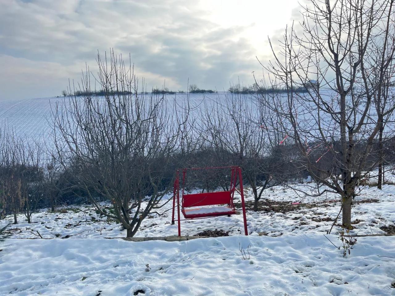 Orchard photo