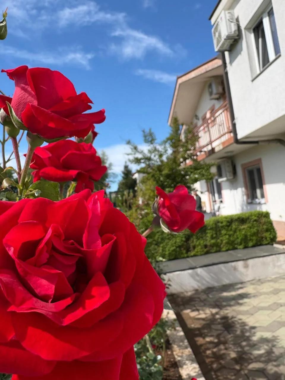 Pansion Stojić photo