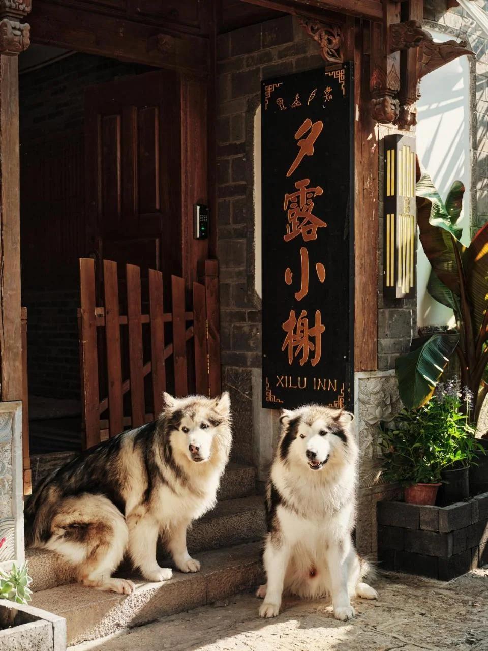 夕露小榭古城南门店 Xilu Xiaoxie Inn Old Town Lijiang foto