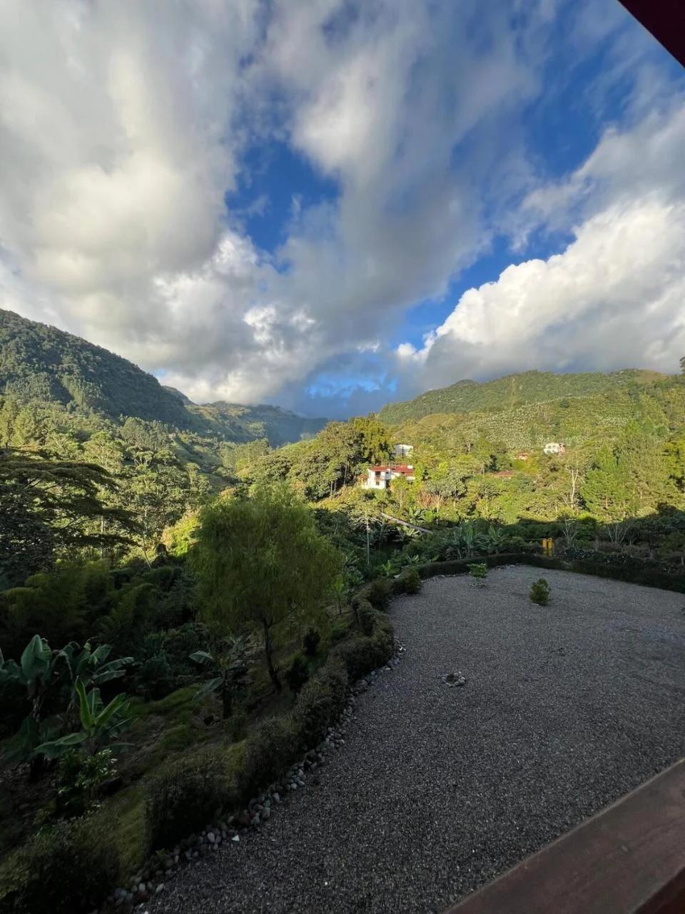 La camelia foto