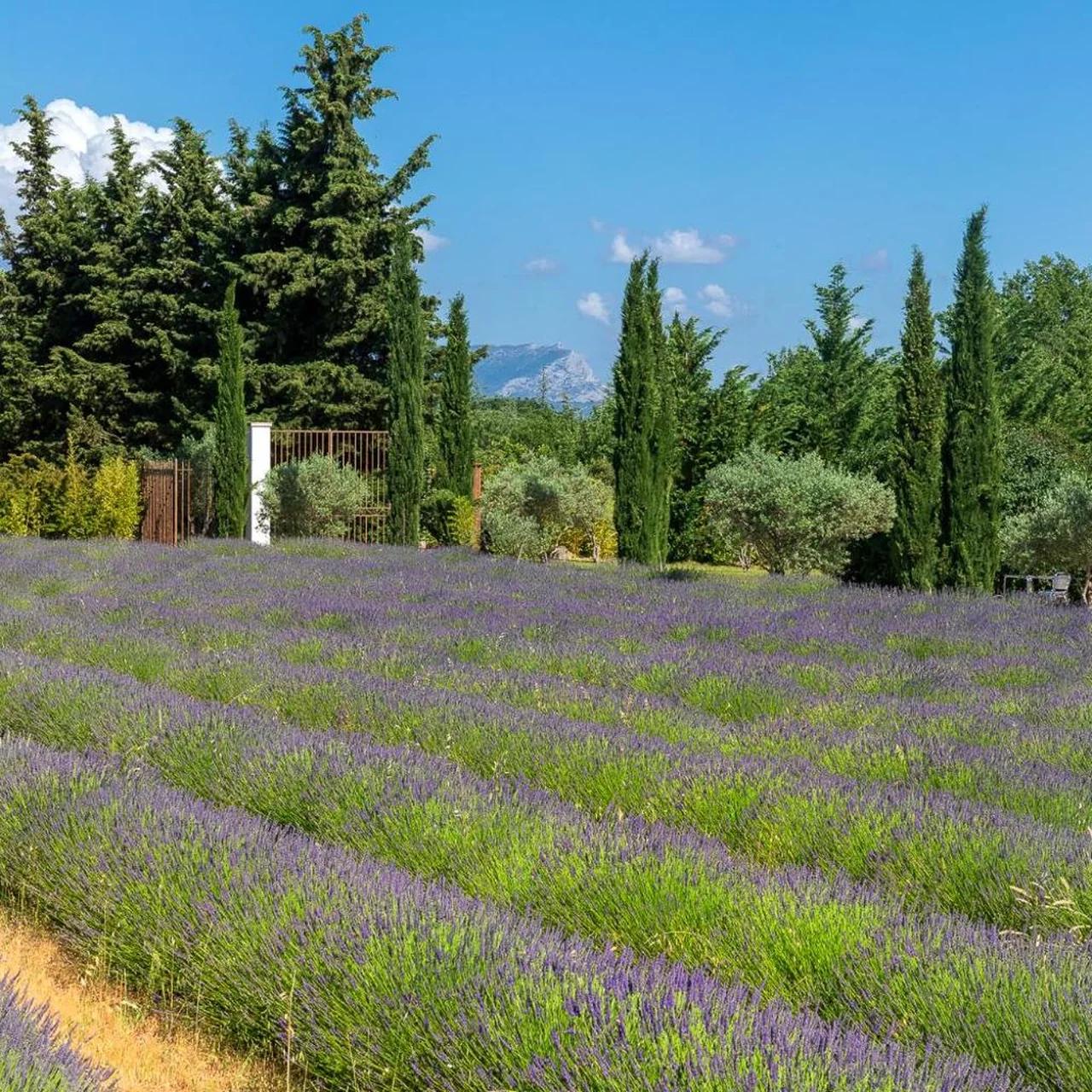 La Bastide de Damien, 5 clefs Demeure d'Exception et Table Remarquable dans le guide Teritoria, JACUZZI Privatif, Cuisine étoilée Dominique Frérard photo