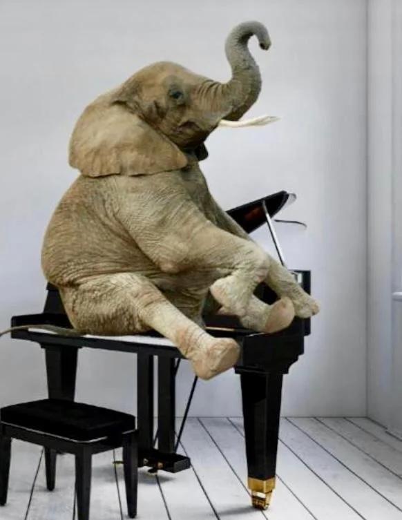 Elephant in my room
