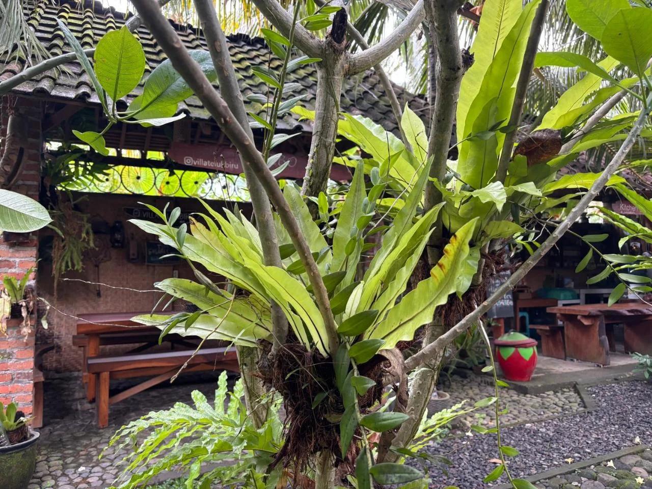 Teluk Biru Homestay photo