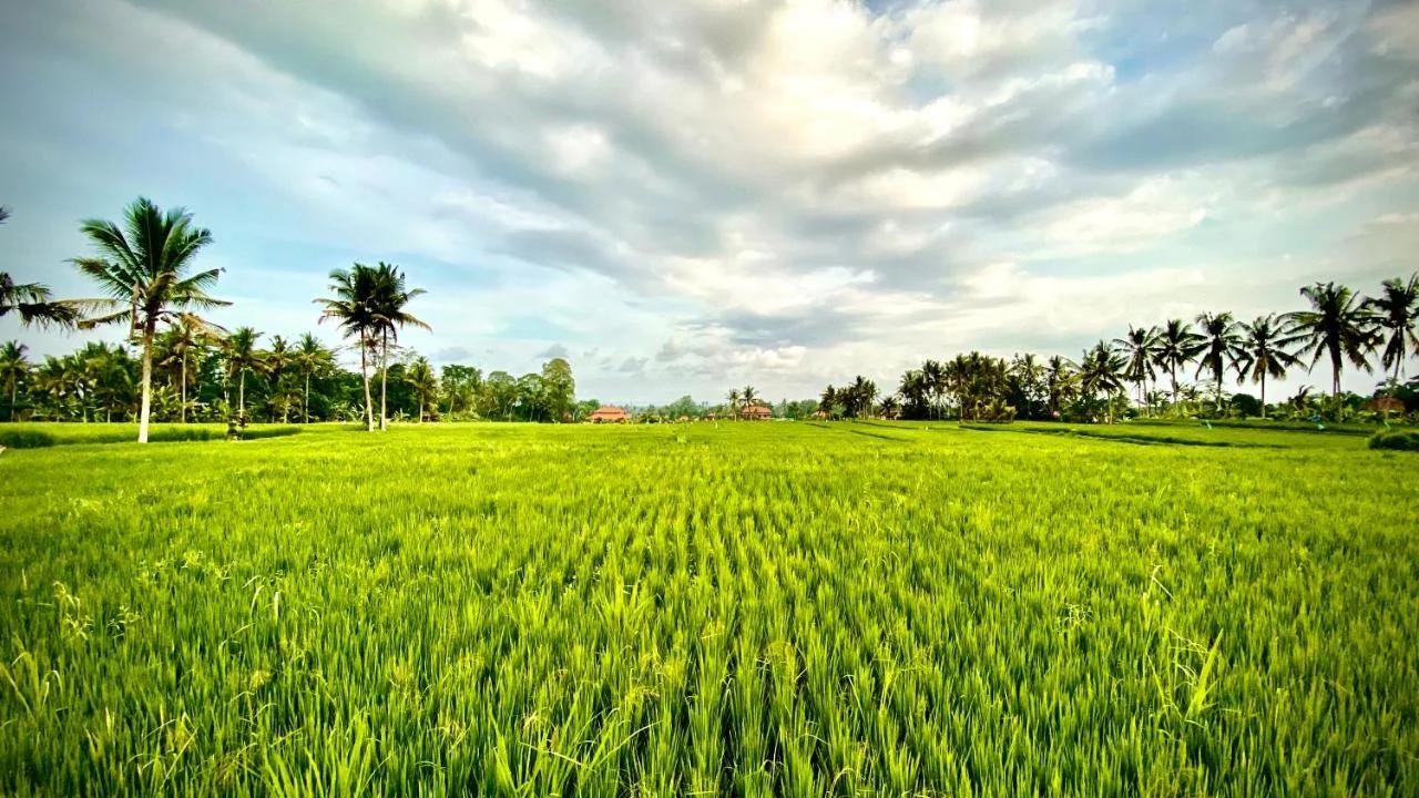 Villa Sawah Ramah photo