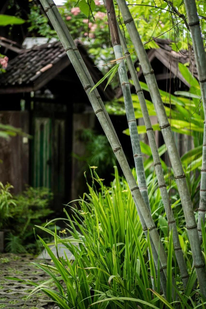 Yabbiekayu foto
