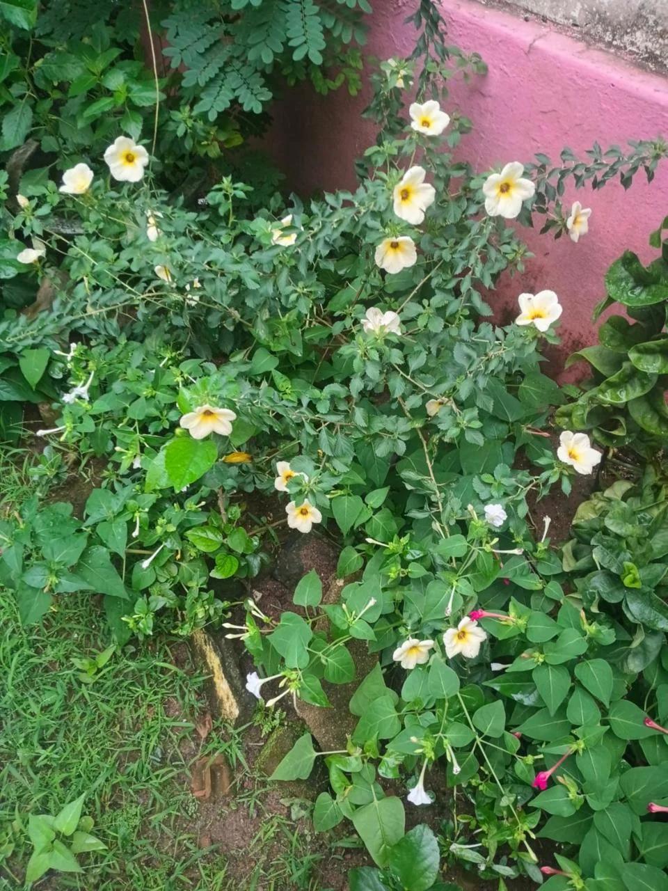 First Alleppey homestay foto