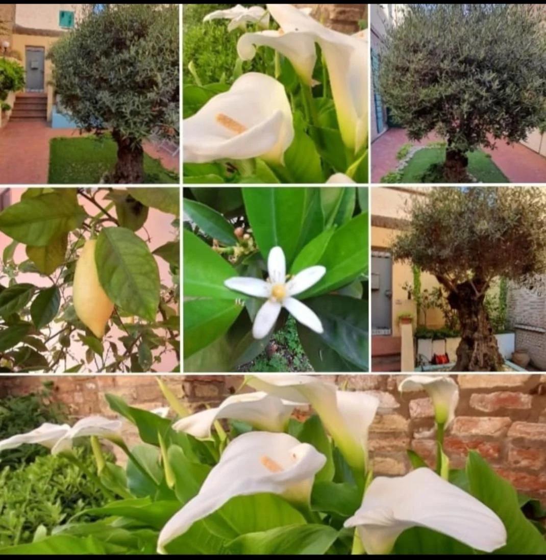 B&B La Chicca photo