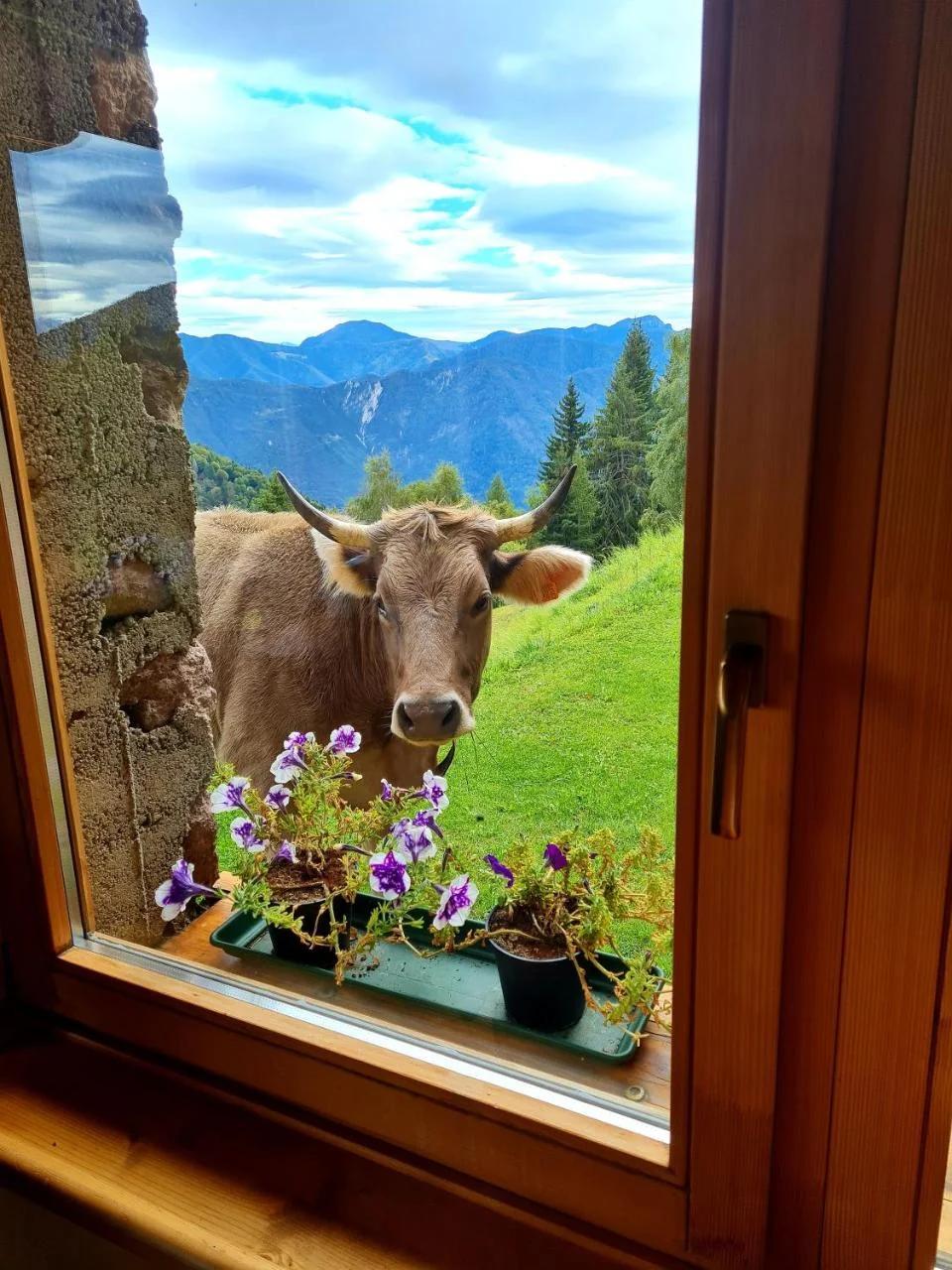 Chalet Chapeau RaR foto