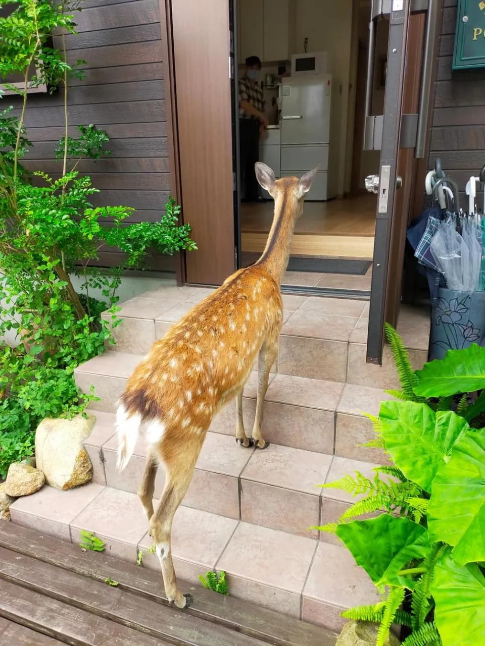 Deer hostel 外国人予約限定