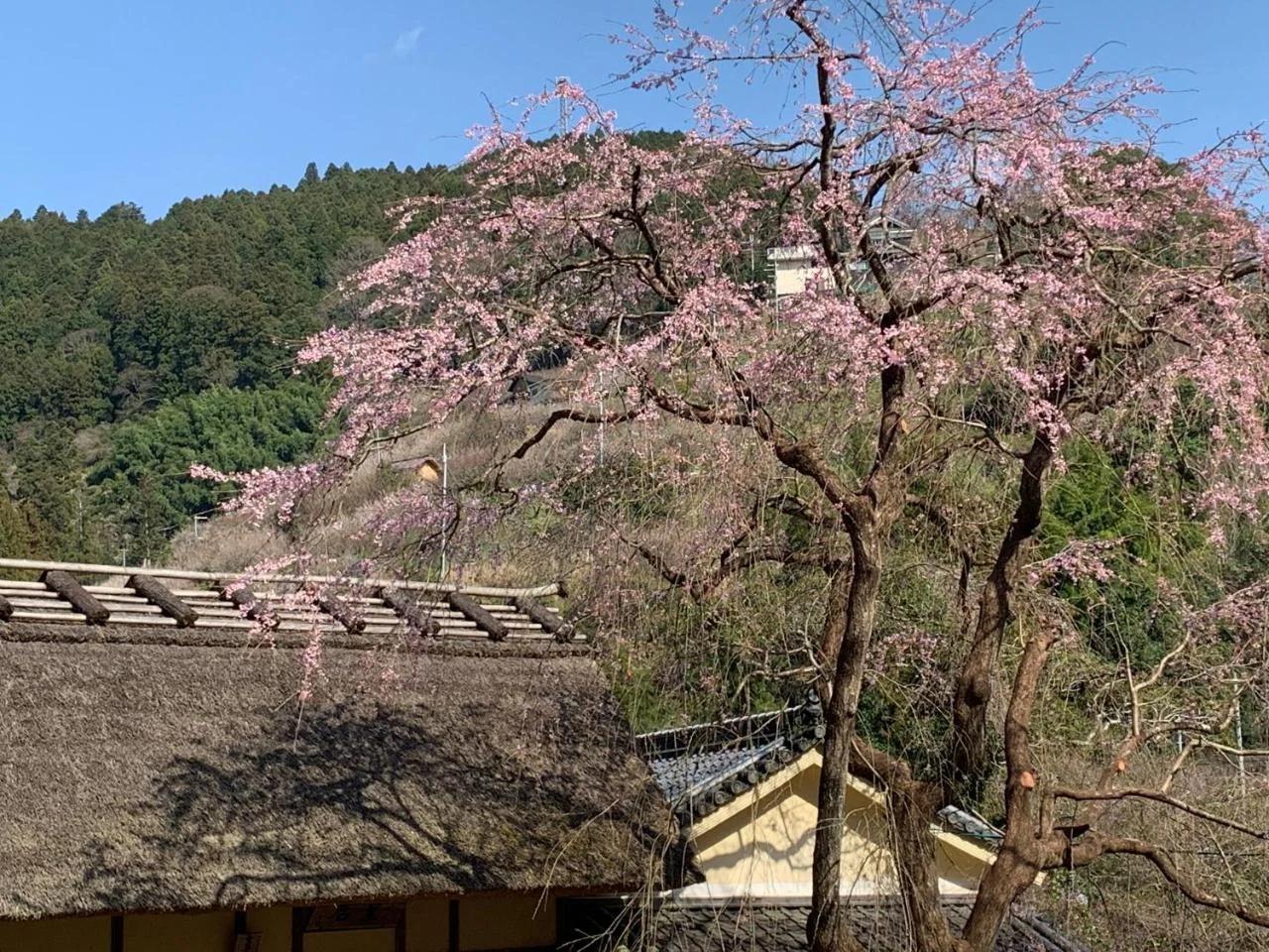 KANAU photo