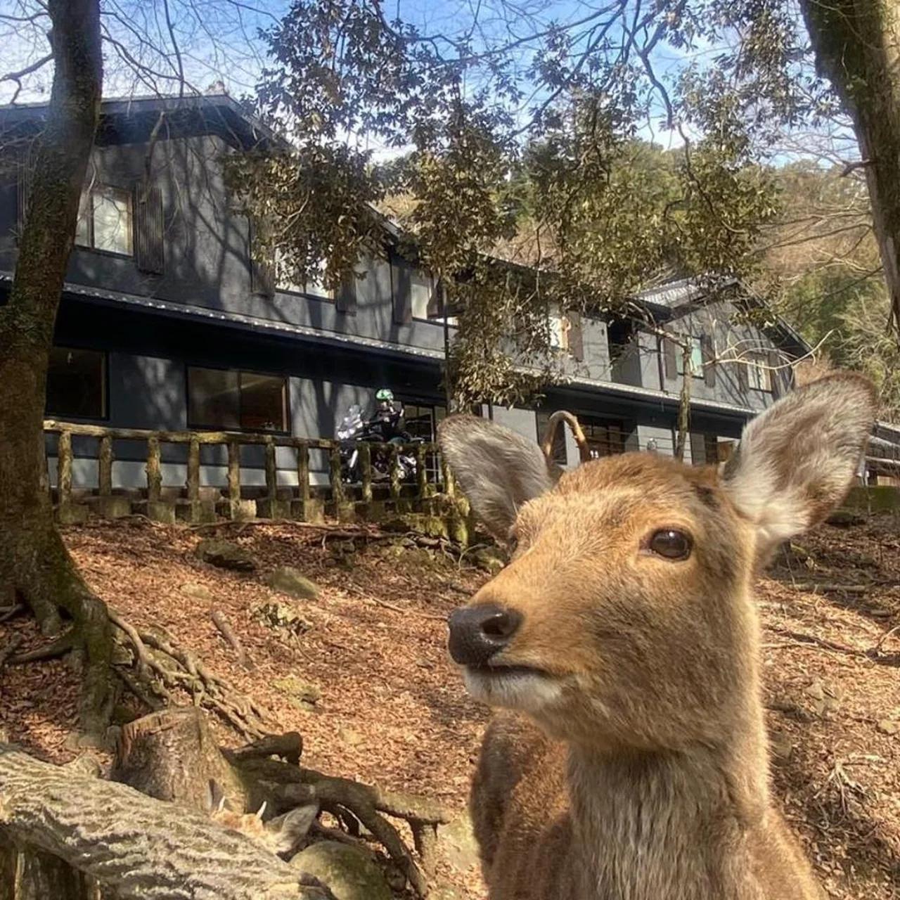奈良春日 鹿のや foto