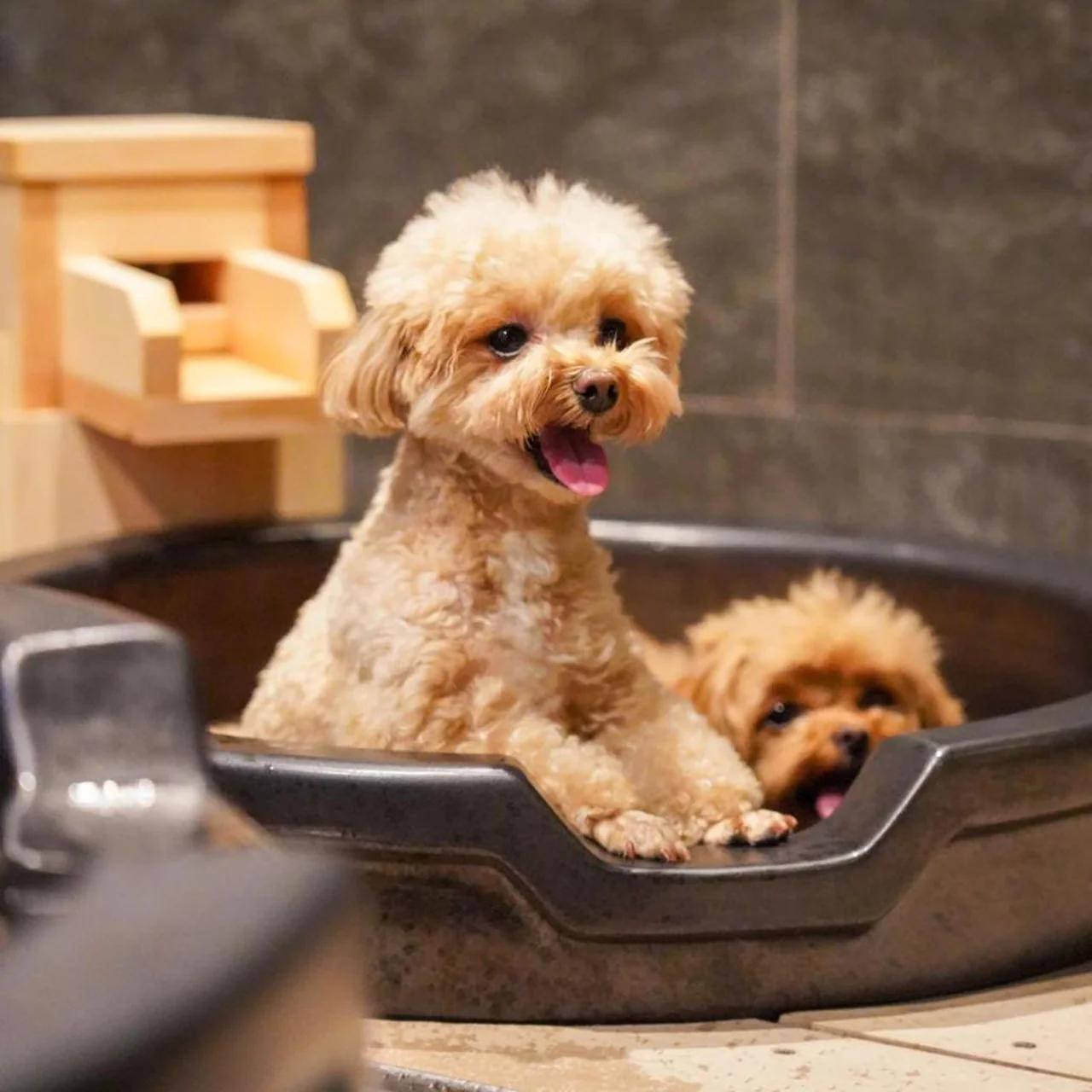ゆるり箱根withDOGS
