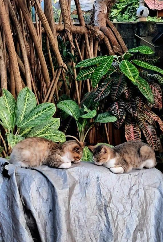 Alass Ga For Pets Lovers foto