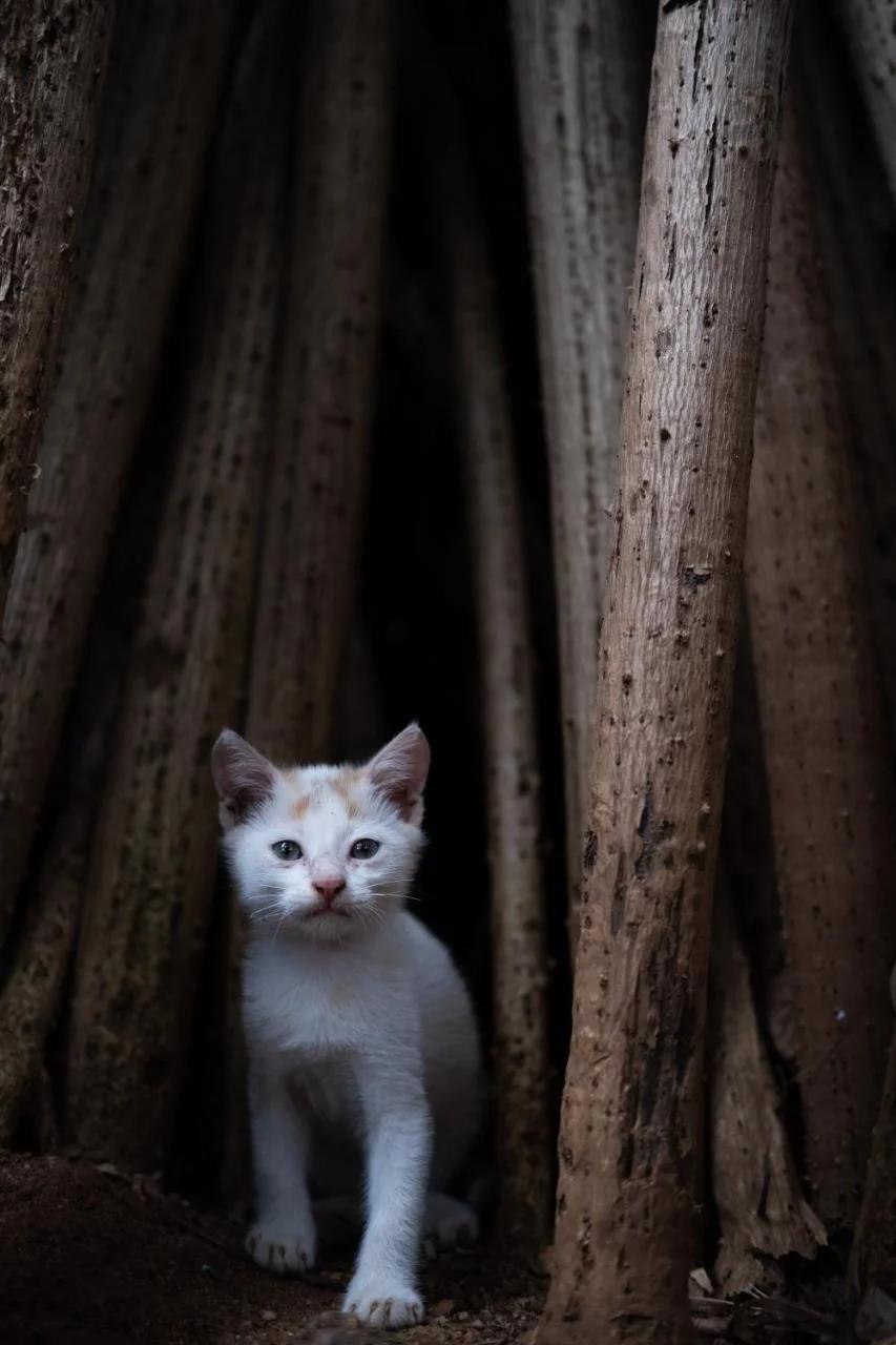 Alass Ga For Pets Lovers foto