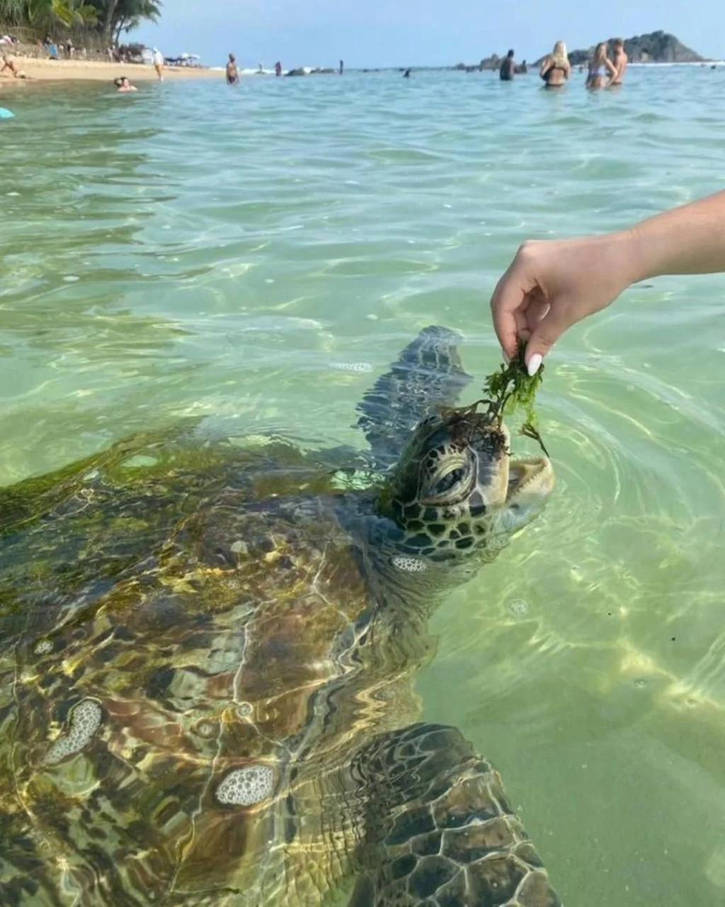 Turtle Bay Resort Hikkaduwa foto