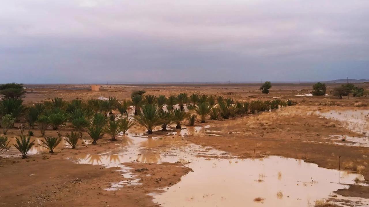 Dar Oasis Moringa photo