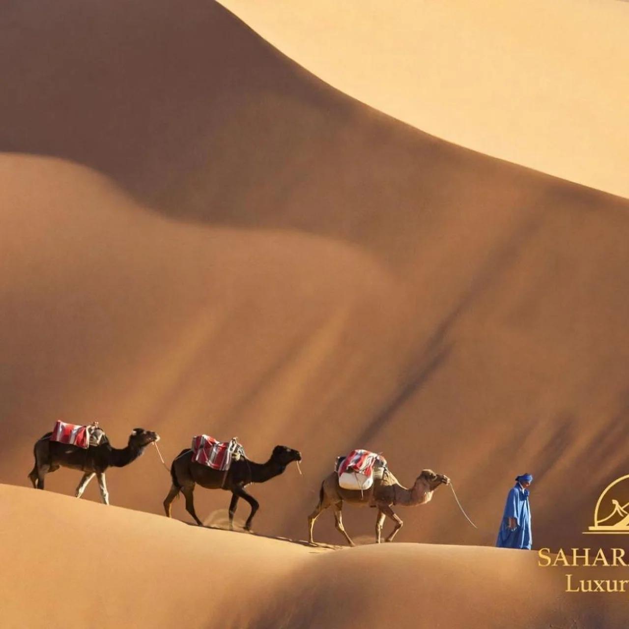 Sahara Safari Luxury Camp & Activities photo