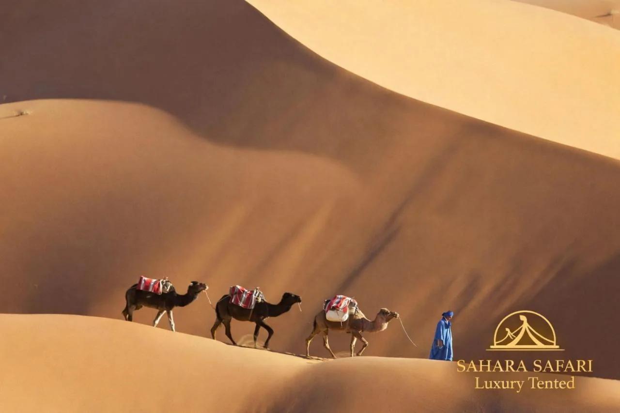 Sahara Safari Luxury Camp & Activities photo