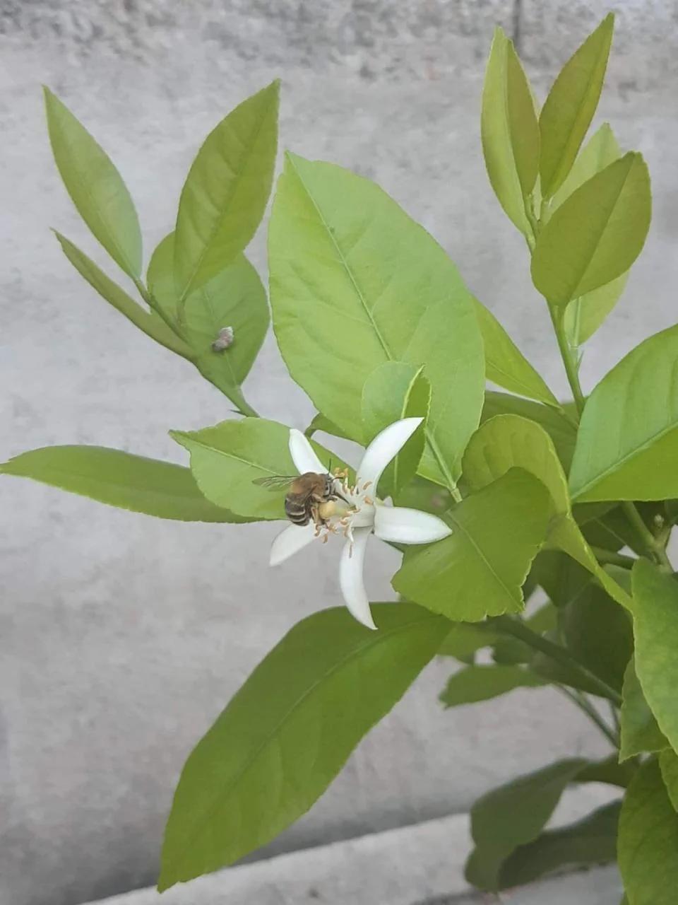Lemon Garden photo