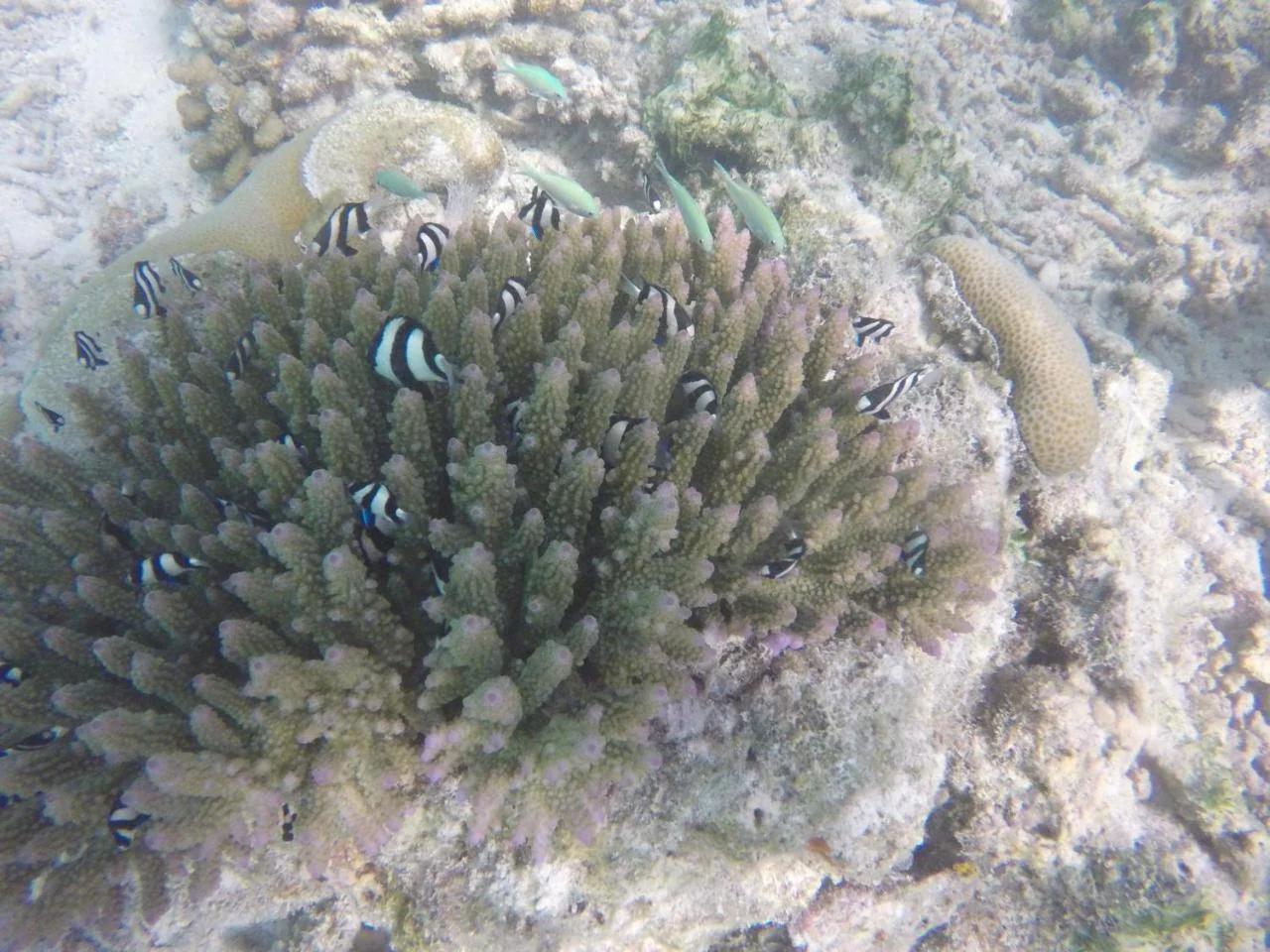 Kaafu Inn Guraidhoo foto