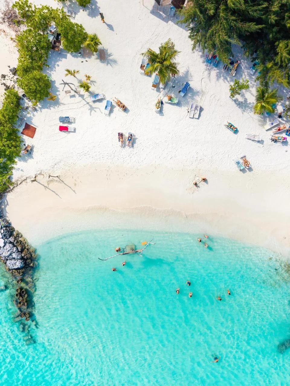 Pavona Maldives