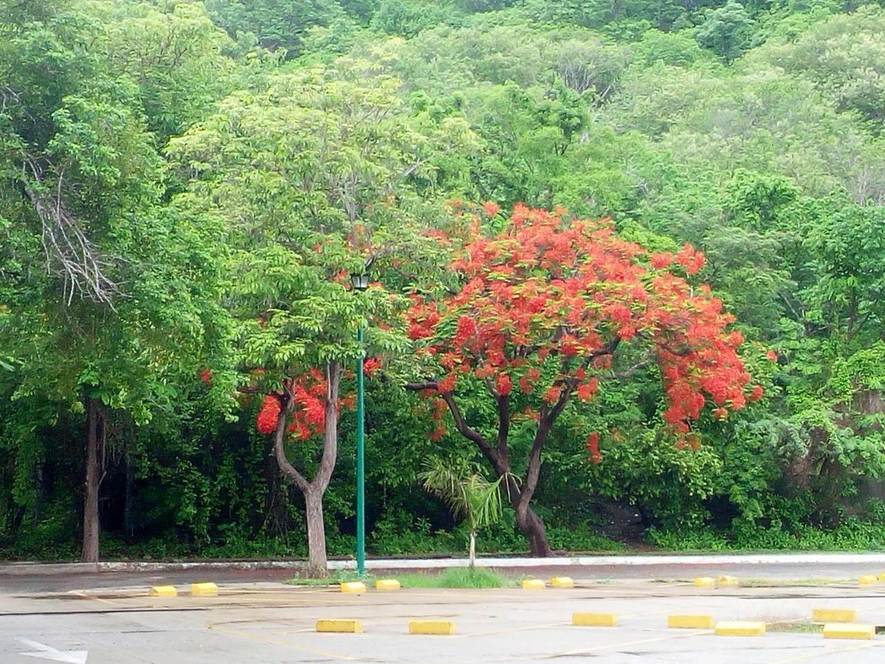 Camino al Mar photo